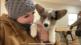 Checking out Dad’s Remodeling Project with Merle my Corgi Puppy!