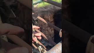 Squeeze chute for yaks #tibetanyak #templegrandin #squeeze #yak #ranching #farming #farm #veterinary