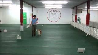 Tari- AKC RA - 10/19/13