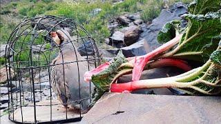 Кабки Шикори Хониши Кабки Маст дар Куҳ Keklik sesi Kabk Partridge Chukar که و