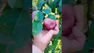 I love harvesting apples #shortvideo #fruit #trending #apple