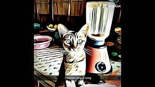 Cat in blender