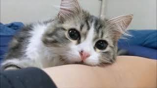 Funny and cute cats (Komik ve tatlı kediler) #Funny #sweet #sweetbaby #cutebaby #funnymoment