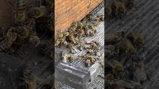 SWARM SWARM SWARM!!! | RidgeLife #Shorts