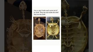 This is why Turtle cannot come out of its shell.