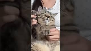 Cat Dance #shorts #funny