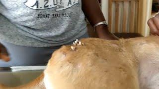 Removing mangoworm in dog | Mangoworms removal in dog #65