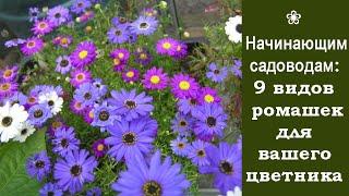  Начинающим садоводам: 9 видов ромашек для вашего цветника