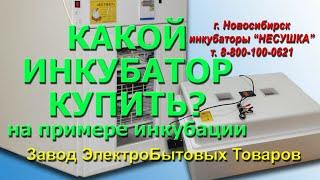 Какой инкубатор купить? Купить инкубатор Несушка! На примере инкубации.