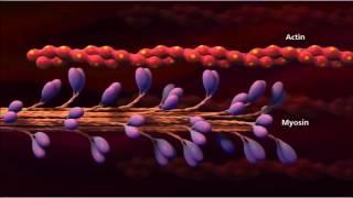 3. Muscle contraction  detail Concept   Cell Biology