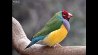 GOULDIAN FINCH  ONE OF THE MOST COLORFUL AND BEAUTIFUL BIRDS (A C)