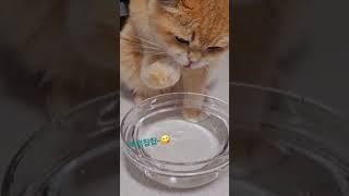 큐리는찍먹,집사는맥주챱 #cat #고양이#고양이브이로그 #반려묘 #브리티쉬숏헤어 #맥주#애주가#shorts