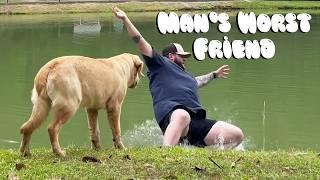 Best Dog Fails | Owners vs their Pets 