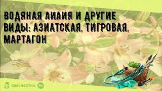 Водяная лилия и другие виды: азиатская, тигровая, мартагон