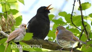 Morning Bird Songs and Sounds for Relaxation | Nature's Calm#birds #sleep #nature