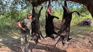 Gran Cacería De Puercos Gigantes