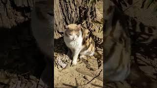 Stray cat relaxing on the sun  Cute cats  Funny animals  Beautiful pets  Memes