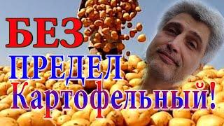 Большой урожай картофеля. Картошка. СУПЕР способ выращивания.  Мульча !!! #многокартошки