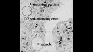 Pithovirus sibericum A new Giant Virus from Siberia