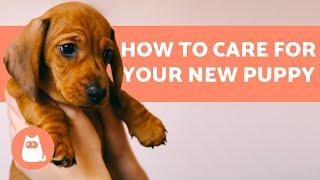 How to TAKE CARE of a PUPPY  Complete Guide to Puppy Care