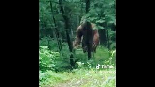 A Massive Thingy In The Woods (Bigfoot?)