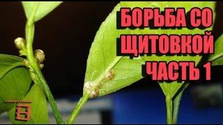 Fight against scale insects (pests houseplants). Part 1