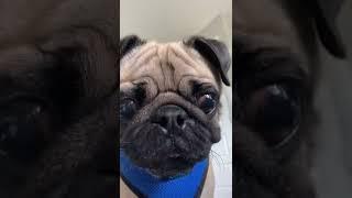 Cute Pug Drops in to Say Hello. 