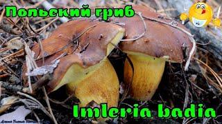 Польский гриб или Моховик каштановый | Imleria badia