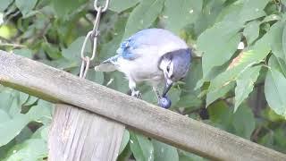 Blue Jay Eating a Blueberry