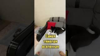 Самая тяжелая вселенная  #питомцы #щенок #моявселенная