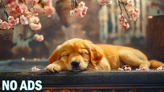 12 Hours of Soothing Music for DogsAnti-Anxiety Dog MusicRelaxing Melodies to Help Dog Feel Safe