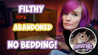 Owner Abandons Gerbil Inside of Filthy Cage! | Amaryllis Rescue Story | Munchie's Place