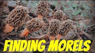 How To Find More Morel Mushrooms