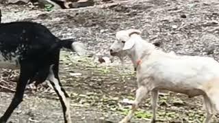 goat meeting 2023 #video #goats