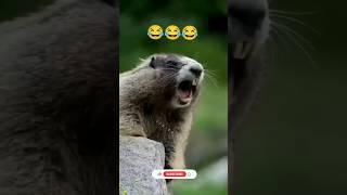 Tuk tuki funny viral video #viralvideo #yutubeshorts #goraxtv #trending #funny #comedy #Tuktuki