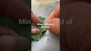 It's kind of disease in muskmelon (minner)