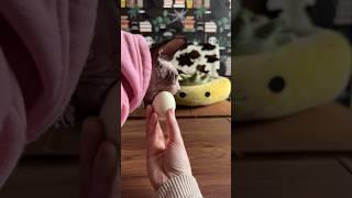 Eggs are life to Kiri  #asmr  #cat #hairlesscats #sphynx