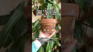 Are terracotta pots right for your plants? 🪴 #terracotta #plantcare #plants #shorts