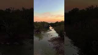 “Step Into Paradise: Mangroves Beneath a Golden Sky ️” #foryou #shortsvideo #travel #fyp #fy