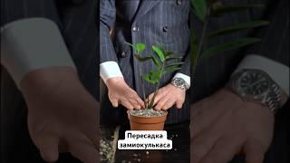 Пересадка комнатного растения замиокулькас🪴 #замиокулькас #grapona