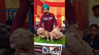 dog show #micro#nano #import#thiland #punjab #dog#LIKE#COMENT#SHARE#FILM#tiktok#video#viral#video