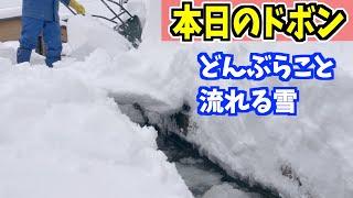 2023-01-28 除雪　ドボンだけです！まだ余裕があった日の朝、吉鉄で作業！