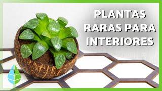 10 PLANTAS de INTERIOR RARAS y bonitas | Nombres y características