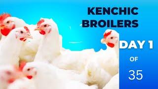 Kenchic Broilers Farming Day 1: Poultry Tips for the First Day #kenchic #broilerfarming