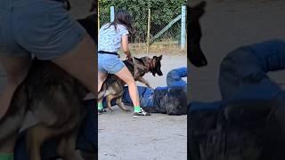 ‼️K-9 Attack #STRAZHODESSA German Shepherd Training Odessa. Ukraine