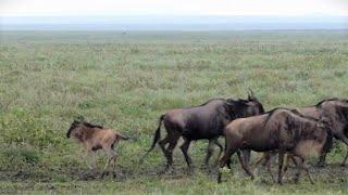 mega-herd converging around a hyena kill - part 16 - lost wildebeest calf calls for its mum