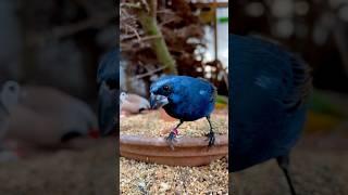 Ultramarine grosbeak - azulão - in mix bird aviary #birds #bird #aviary #azulao