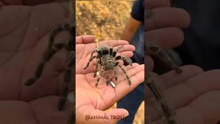 Shocking Animal Growth Journeys!