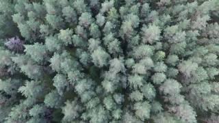 Vertical Flight Over The Forest 3 - cutestockfootage.com
