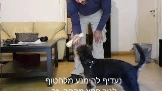 איך ללמד גור לא להרוס את הבית - אייל תוינה